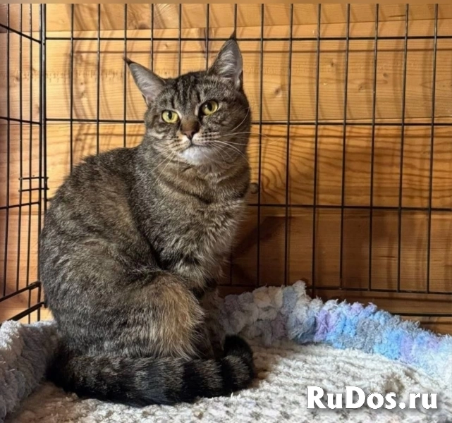 Кошечка Ария изображение 6