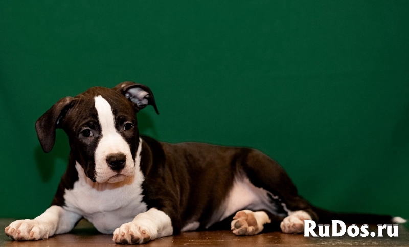 Щенки Американского Стафф-терьера изображение 5