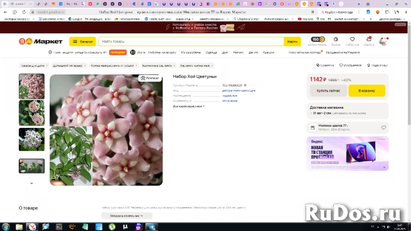 , купить растения изображение 5