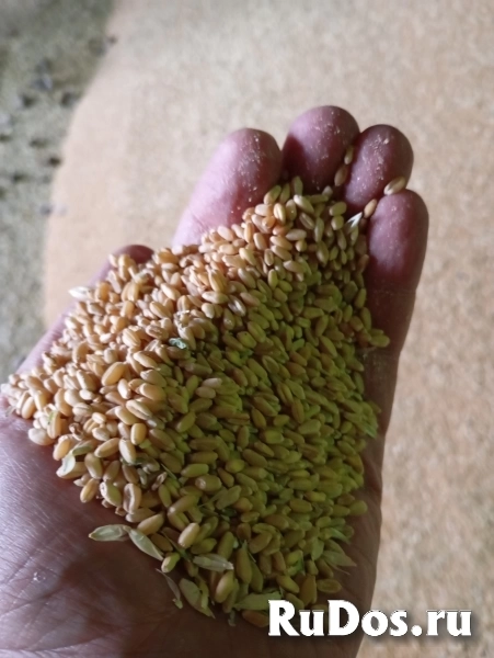 Пшеница в мешках изображение 4