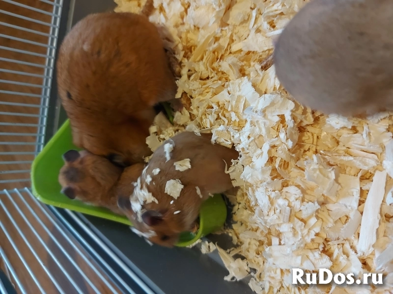 Сирийский хомяк изображение 4