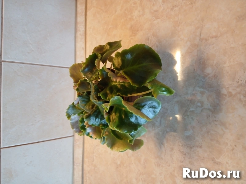 , купить растения фотка