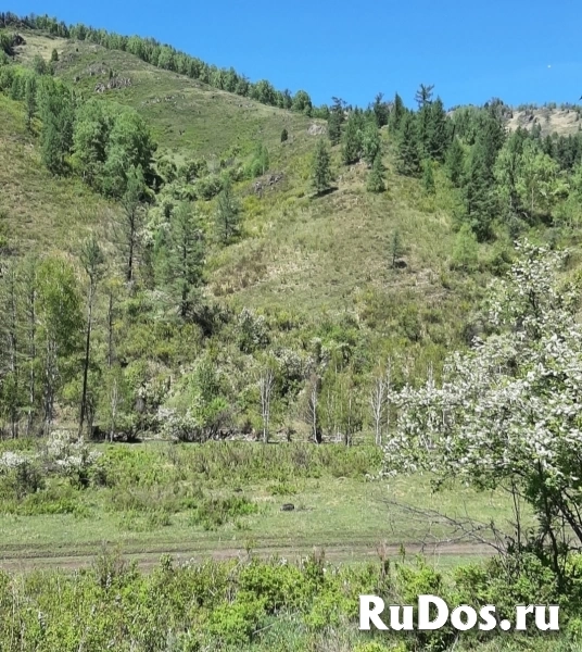 Участок 1 га на Алтае в горах у речки, в дали от цивилизации изображение 5