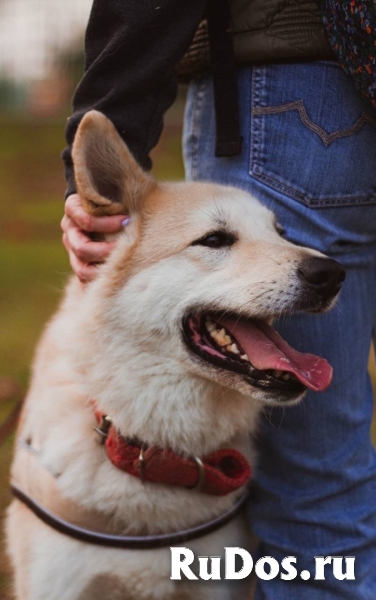 метис акиты и лайки в добрые руки изображение 4