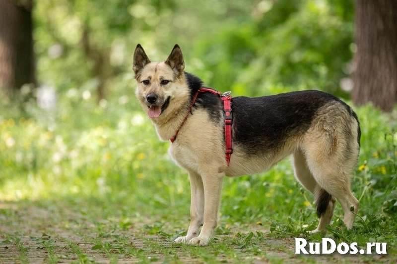 Пеппи ищет дом. И ждёт его всей душой. изображение 4