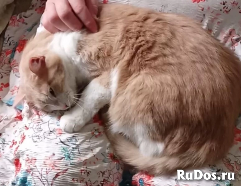 Замурчательная породистая кошка Пичи в дар изображение 3