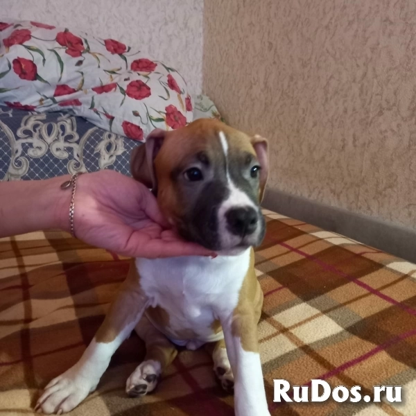Чудесный мальчик Амстаффтерьера ркф изображение 7