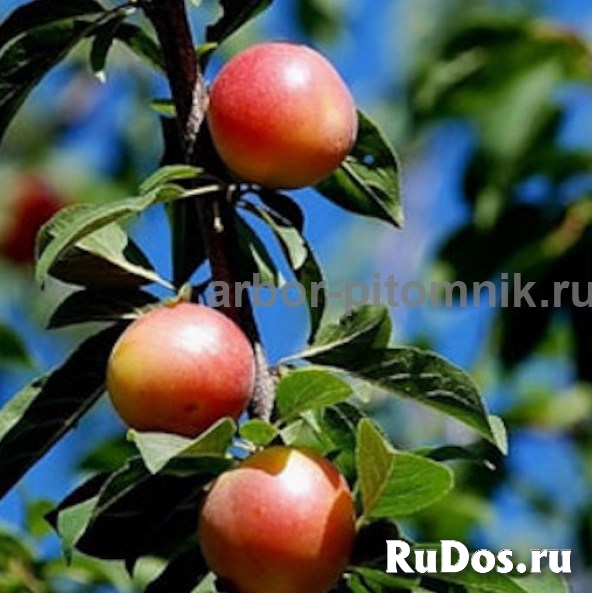 Саженцы абрикосов из питомника с доставкой, каталог с низкими цен фото