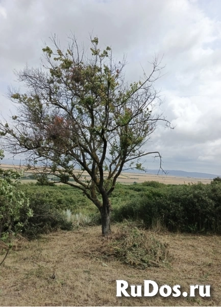 Дачный участок СНТ Надежда фотка