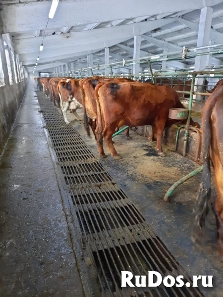 Напольное покрытие для животноводческих ферм фотка