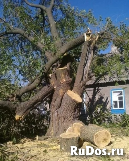 Спил деревьев фотка