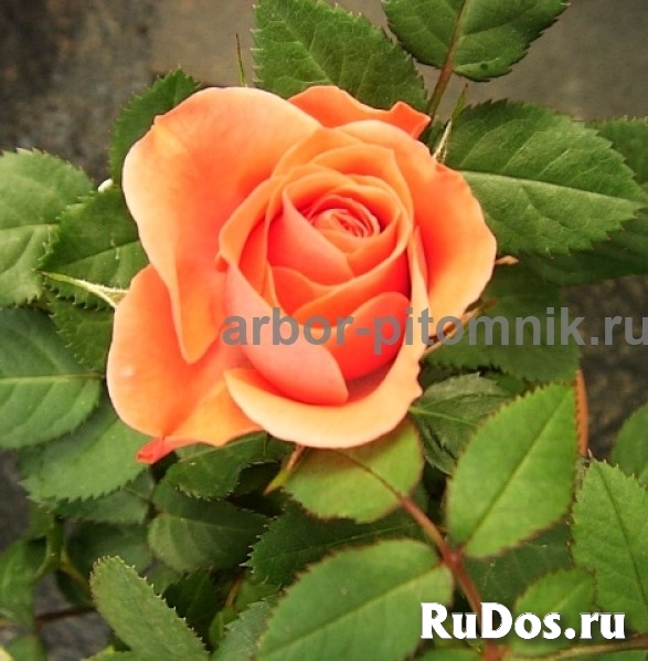 Саженцы кустовых роз из питомника, каталог роз в большом ассортим изображение 3