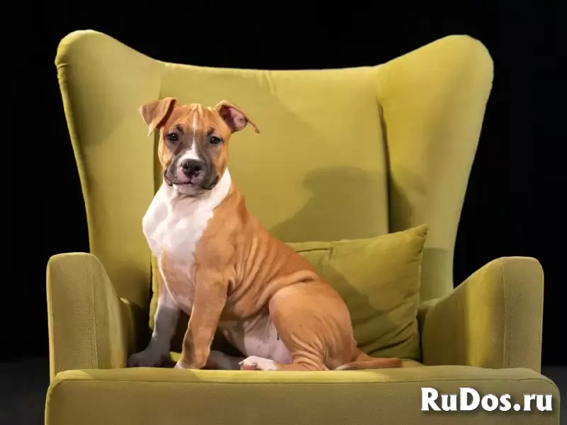 Шикарные тигровые и рыжие щенки Амстаффтерьера ркф изображение 4