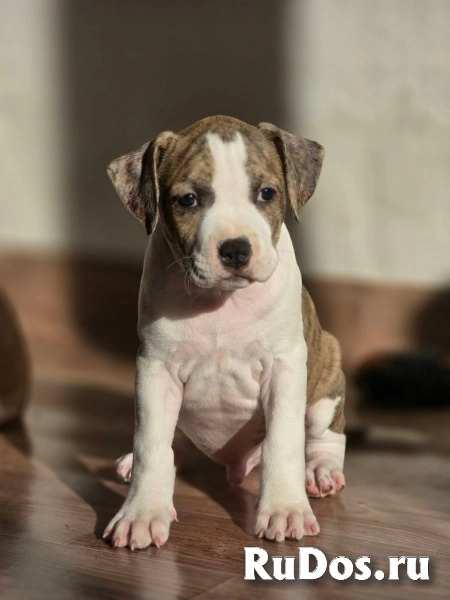 Красивые Щенки Амстаффтерьера ркф изображение 10