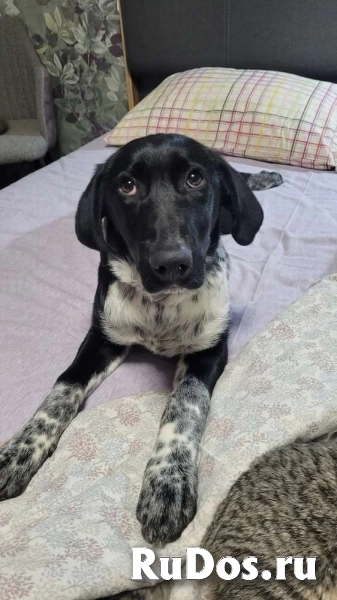 Красавица Фортуна ищет дом! изображение 5