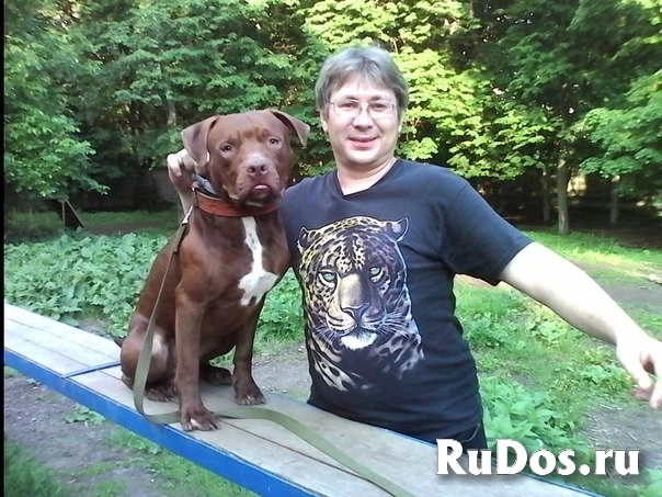 Кинолог: профессиональная дрессировка собак изображение 5