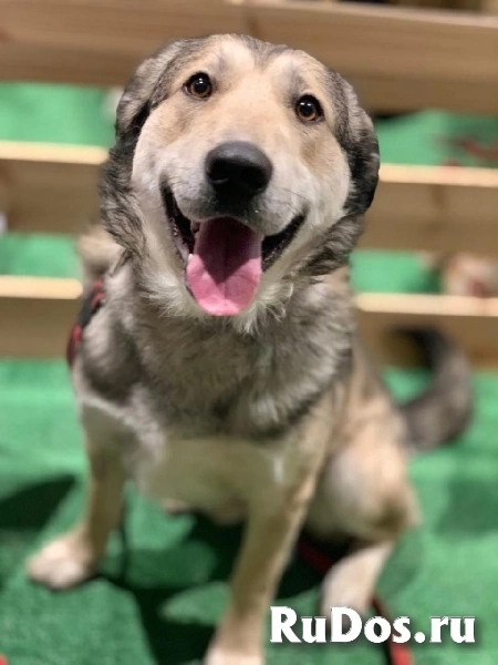 Верный друг Билли ждет своего человека. изображение 4