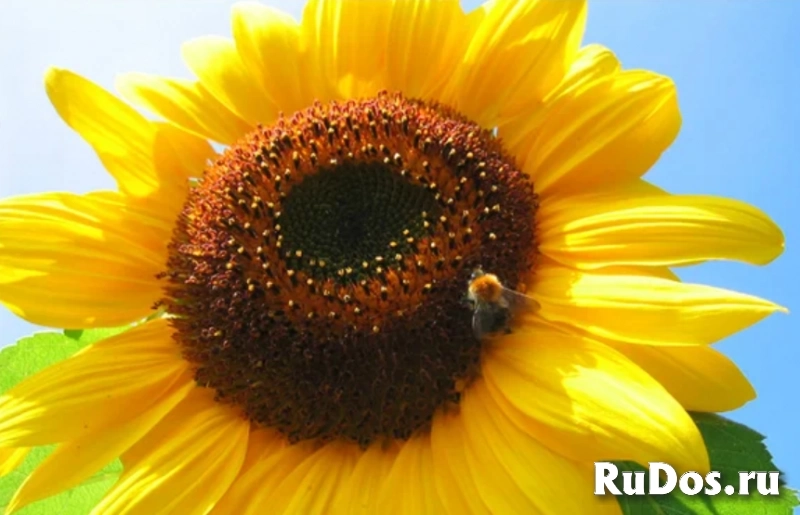 Семена  гибрид  подсолнечника МЭЙ  MAY  МАЙ купить фото