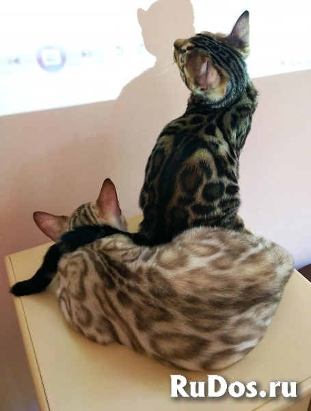 Шикарные шоу класса бенгальские котята недорого фотка