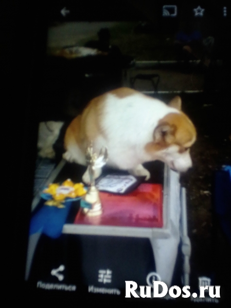 Предлагаем щенков  вельш корги пемброк фотка