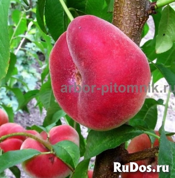 Саженцы персиков, персики в горшках из питомника и интернет магаз изображение 4