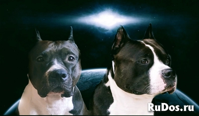 Малыши Амстаффтерьера бронь фото