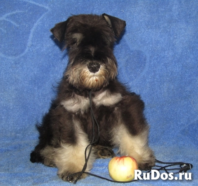 Цвергшнауцер высокопородные щеночки фотка