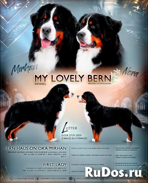 Бернские Зенненхунды. Щенки . изображение 3