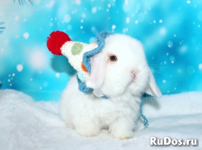 Продажа вислоухих мини-крольчат на новый год изображение 4