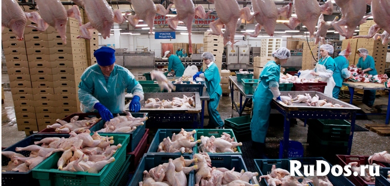 Работа Вахта Птицефабрика фотка