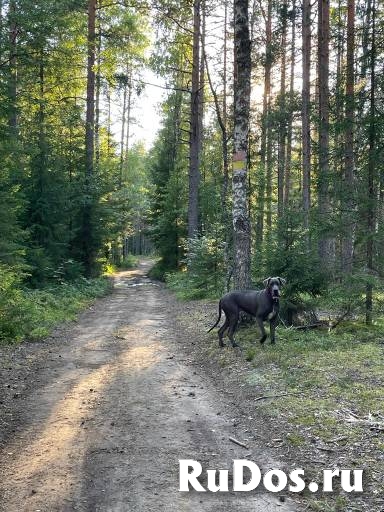 Ищет дом немецкая догиня Кася! изображение 5