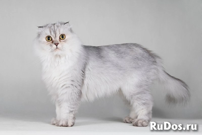 Красавица Айси – пушистая вислоушка. изображение 3