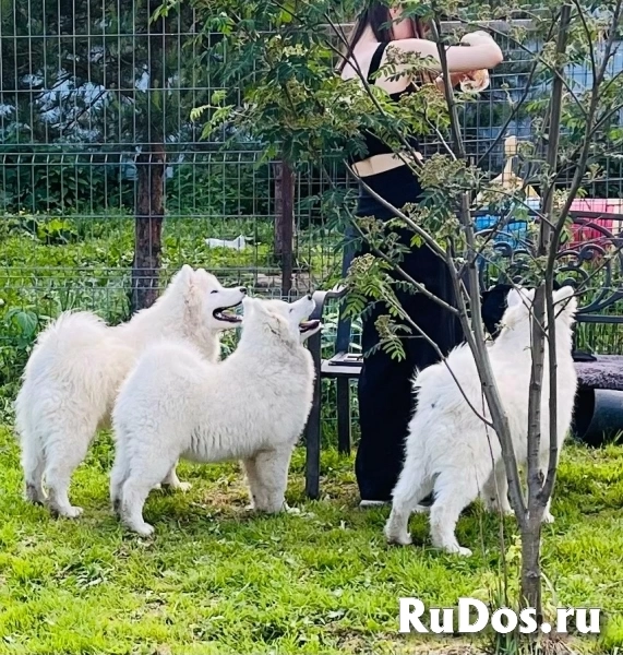 Шикарные щенки Самоедской лайки 5, 5 месяцев ркф изображение 3