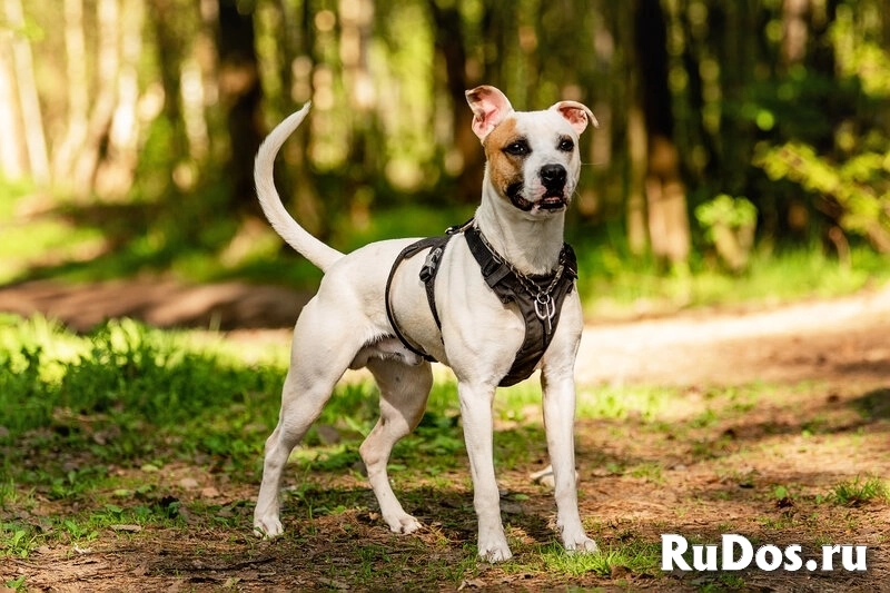 Красивый пёс Дарий в добрые руки. фотка