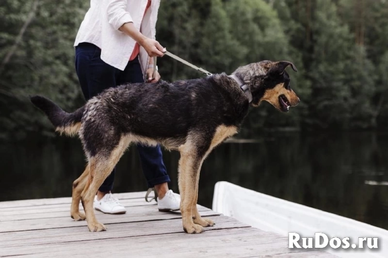 Прекрасная Люси в самые добрые руки! изображение 6