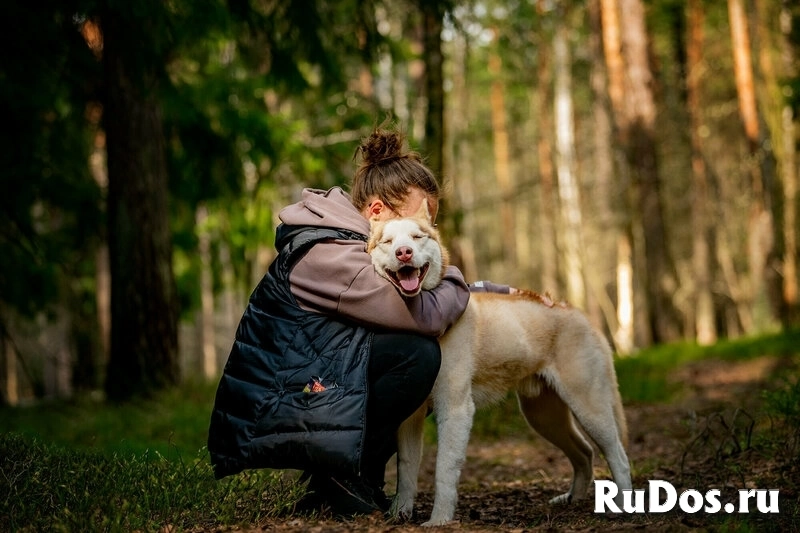 Красавчик хаски Харт в добрые руки изображение 6