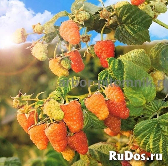 Плодовые деревья и плодовые крупномеры (большемеры) взрослые деревья фотка