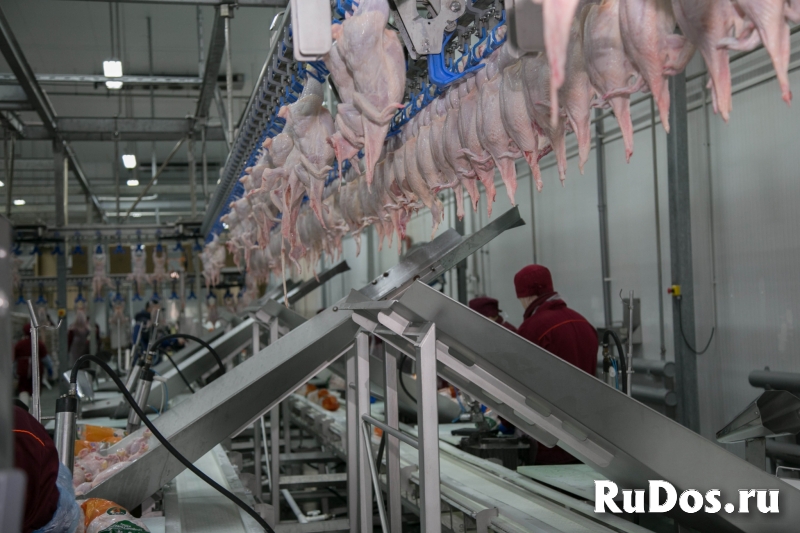 Упаковщик (цы) на птицефабрику с проживанием и питанием изображение 3