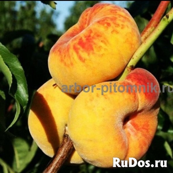 Саженцы персиков, персики в горшках из питомника и интернет магаз изображение 5