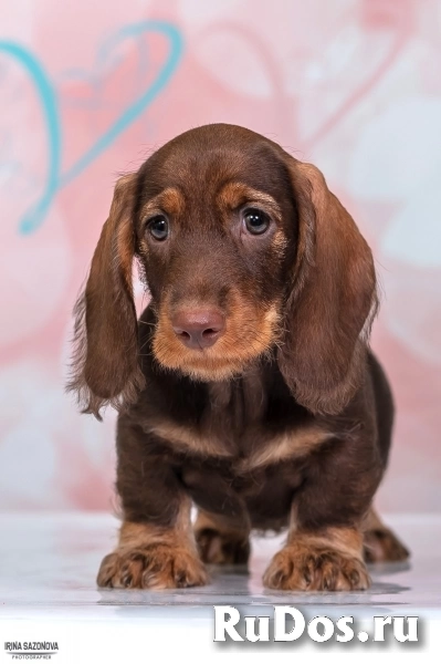 Такса жесткошерстная - щенки изображение 11