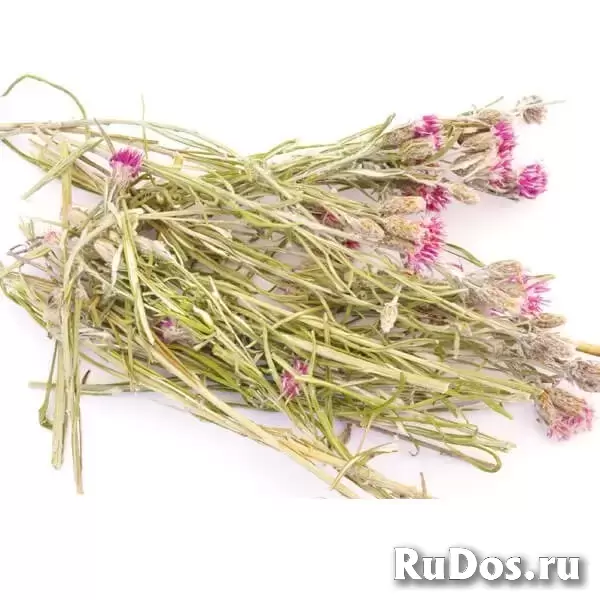 Соссюрея Иволистная (Горькуша) фотка