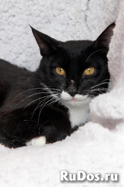 Забавный котик-подросток Джек, ищет свою семью! изображение 4