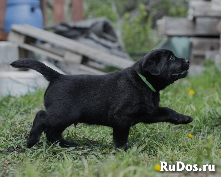 Продаються щенки лабрадора изображение 4