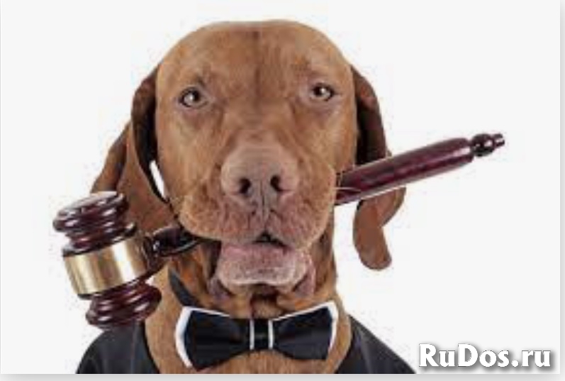 Споры с ветеринарными клиниками в любом городе России фото