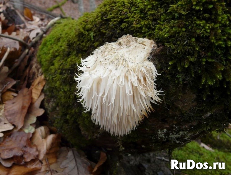 Ежовик (Ежевик) гребенчатый изображение 5