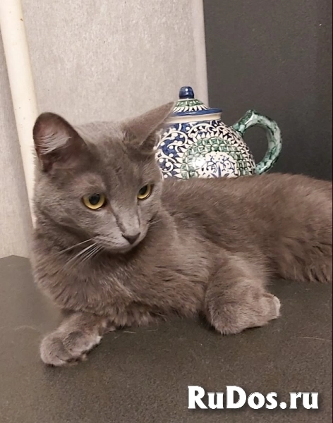 Дымка, русская голубая в добрые руки. изображение 5