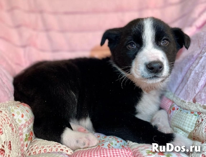 Чудесный щенок Кэп в самые добрые руки! изображение 4