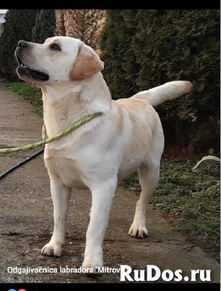 ЛАБРАДОРА-ретривера, щенки чемпионского происхождения изображение 6