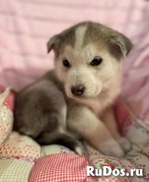 Очаровательный щенок Барни в самые добрые руки! фотка