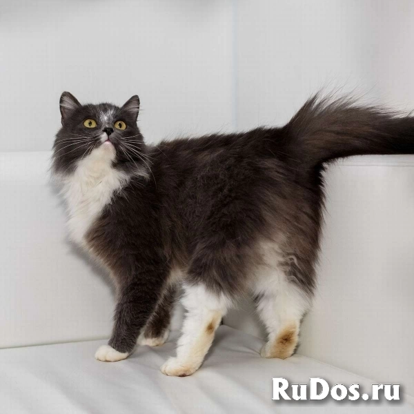 Роскошная красавица Зефирка в самые добрые руки! изображение 5